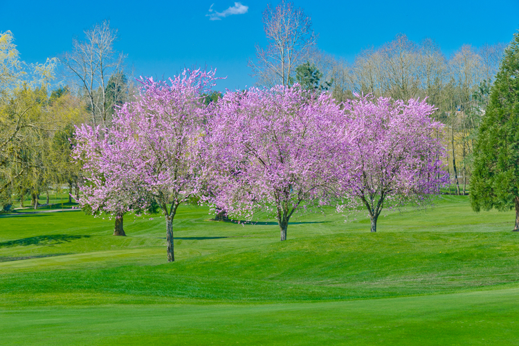 茨城県で春にお花見ができる桜のきれいなゴルフ場特集 ゴルフハック Golfhack