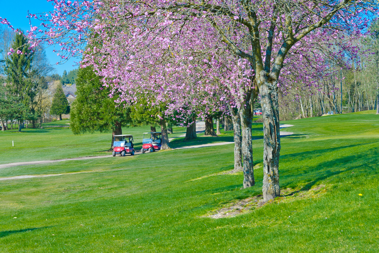 静岡県で春にお花見ができる桜のきれいなゴルフ場特集 ゴルフハック Golfhack